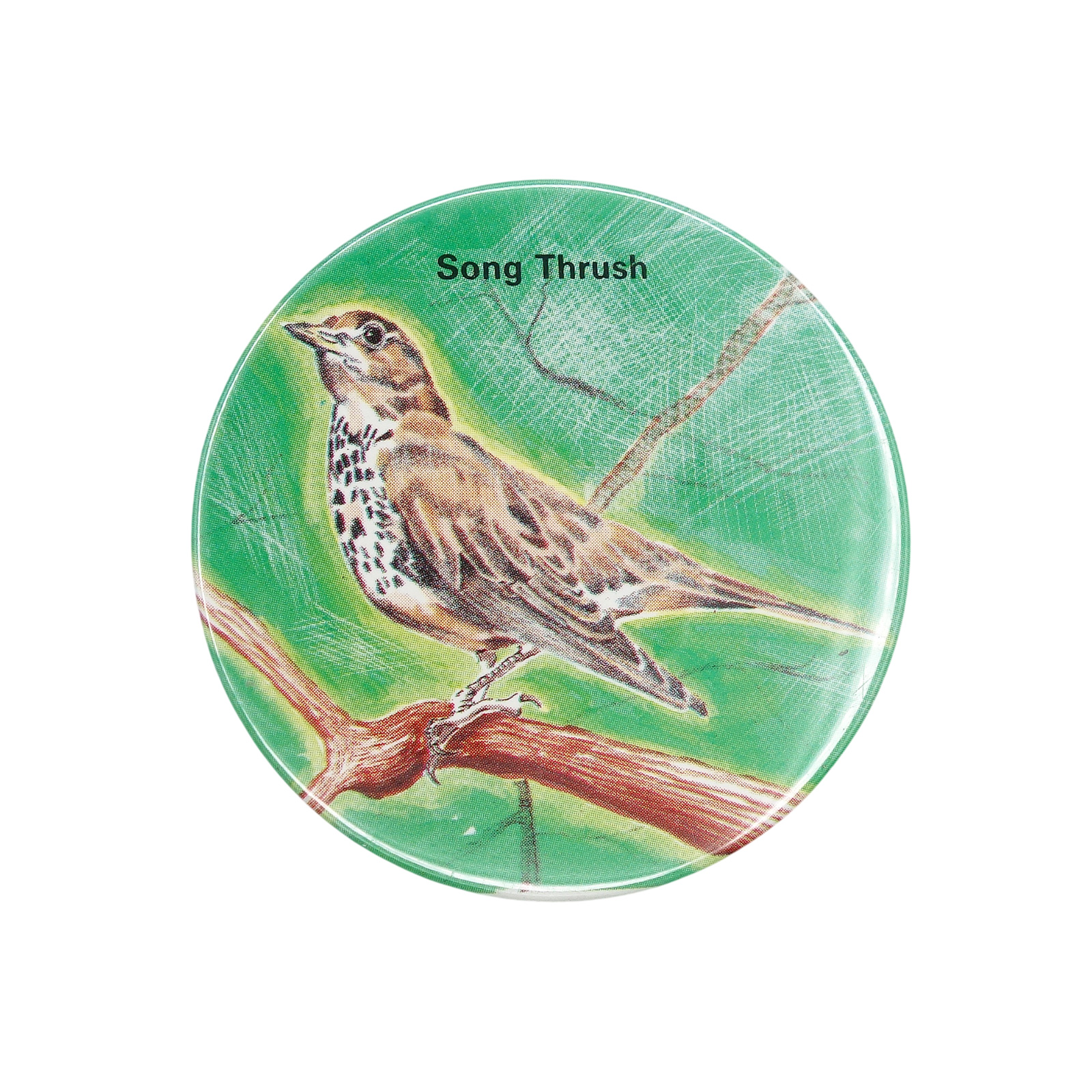 Song Thrush ウタツグミ 缶バッジ バッチ 鳥